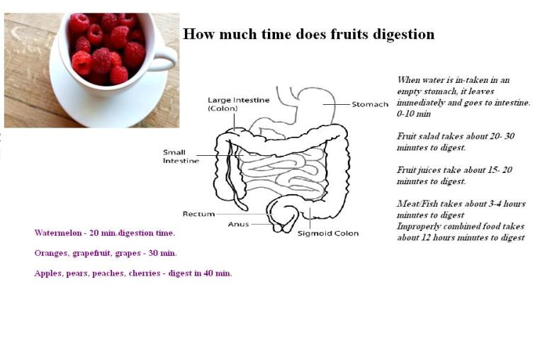 Digestion Time Chart