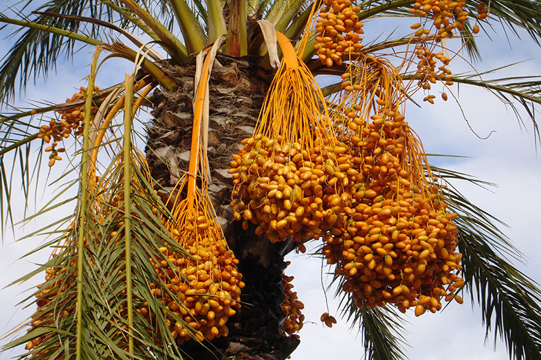 Are Date Palm Good For Health