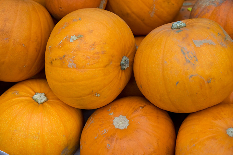 vivacious vegetable pumpkin