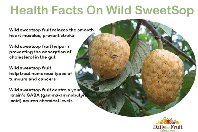 Facts On Sweetsop Fruit Dailyonefruit