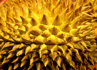 Durian fruit important health facts benefit of durian