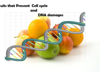 What are the Fruits that Prevent Cell cycle and DNA damages fruits prevent dna damages