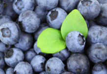 Nutrition chart Blueberries