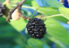 Top 8 major Health Benefit of mulberry benefit of mulberry