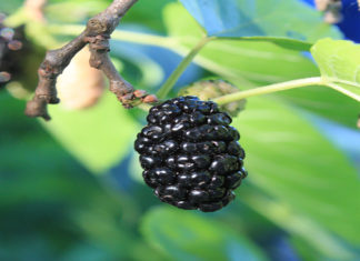 Top 8 major Health Benefit of mulberry benefit of mulberry
