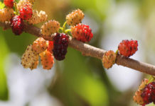 How to say Mulberry in