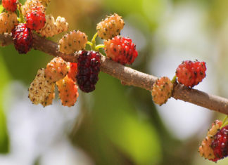 How to say Mulberry in