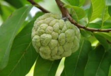 List of Fruit and Fruits Potassium Content health Benefit of Custard Apple