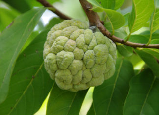 How to say Custard Apple in Other Language health Benefit of Custard Apple
