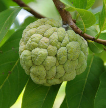 List of Fruit and Fruits Potassium Content health Benefit of Custard Apple
