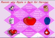 Reason why Apple is best for Nervous system Apple is Best for Nervous System