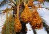 Nutritive Value for Date palm