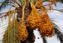 Nutritive Value for Date palm