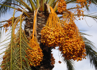Nutritive Value for Date palm