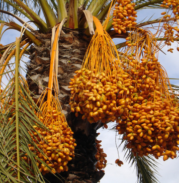 Nutritive Value for Date palm