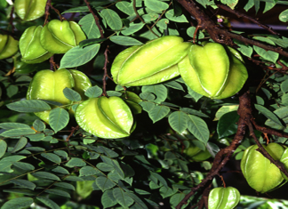 Nutritive Value for Carambola star fruit Nutritive Value for Carambola star fruit