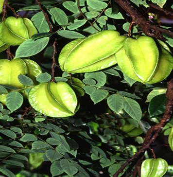 Nutritive Value for Carambola star fruit Nutritive Value for Carambola star fruit