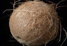 List of Top 40 High Fiber Fruits coconut fiber