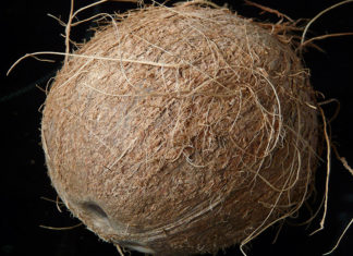 How to say Coconut in Other Language coconut fiber