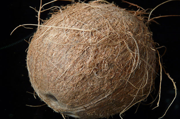 how-to-say-coconut-in-other-language-dailyonefruit