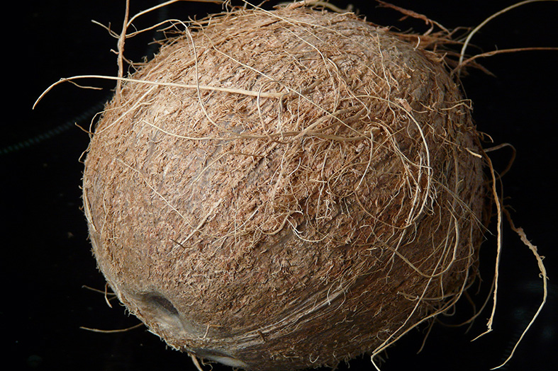 coconut fiber