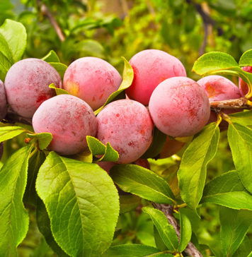 Fruits With the Highest Water Content
