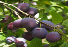 List of Fruits with high Carb content