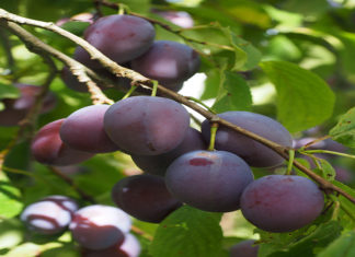 List of Fruits with high Carb content