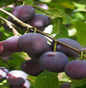 List of Fruits with high Carb content