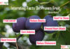 Nutrition chart for Prunes interesting facts on purnes