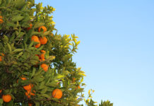 Fruit Names in Sinhala Language tangerine from tree