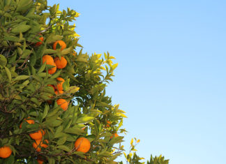 Fruit Names in Sinhala Language tangerine from tree