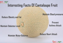 Nutrition chart for Cantaloupe Interesting Facts On Cantaloupe
