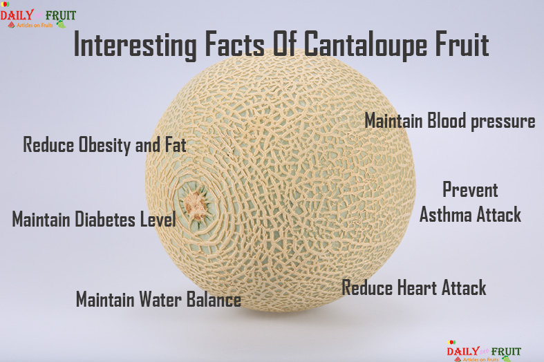 Interesting Facts On Cantaloupe