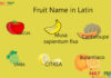 Fruit Name in Latin Fruit Name in Latin