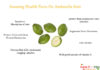 Amazing Health Facts On Ambarella Fruit Amazing-Facts-On-Ambarella-fruit