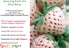 Amazing Health Facts On Pine Berry Fruit Amazing-Facts-On-Pine-Berry