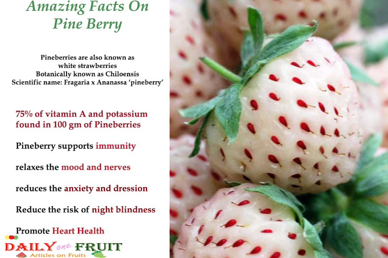 Amazing-Facts-On-Pine-Berry