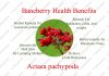 Baneberry Health Benefits and Side effects Baneberry Health Benefits aBaneberry Health Benefits and Side effectsnd Side effects