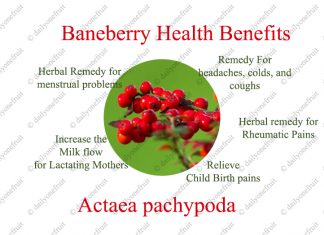 Baneberry Health Benefits and Side effects Baneberry Health Benefits aBaneberry Health Benefits and Side effectsnd Side effects