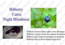 Bilberry Extract Reduce Night Blindness Bilberry Cure Night Blindness