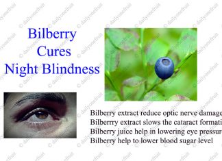 Bilberry Extract Reduce Night Blindness Bilberry Cure Night Blindness