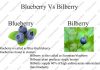 Blueberry Vs Bilberry Differences Blueberry Vs Bilberrry