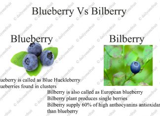 Blueberry Vs Bilberry Differences Blueberry Vs Bilberrry