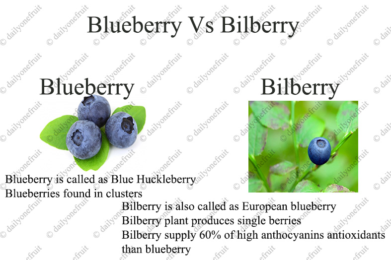 Blueberry Vs Bilberrry