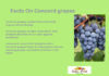 Health Facts On Concord Grapes CONCORD_GRAPES_health_facts