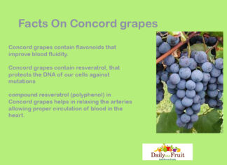 Health Facts On Concord Grapes CONCORD_GRAPES_health_facts