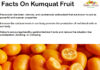 Amazing Facts On Kumquat Fruit FACTS-ON-KUMQUAT-FRUIT