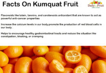 Amazing Facts On Kumquat Fruit FACTS-ON-KUMQUAT-FRUIT