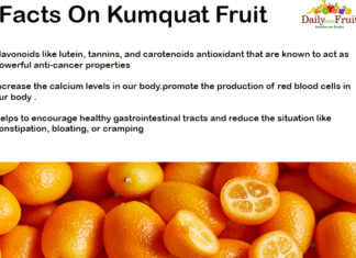 Amazing Facts On Kumquat Fruit FACTS-ON-KUMQUAT-FRUIT